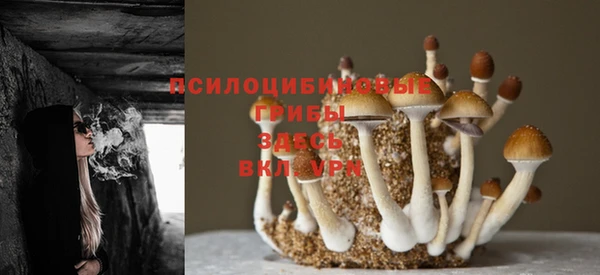 шишки Арсеньев